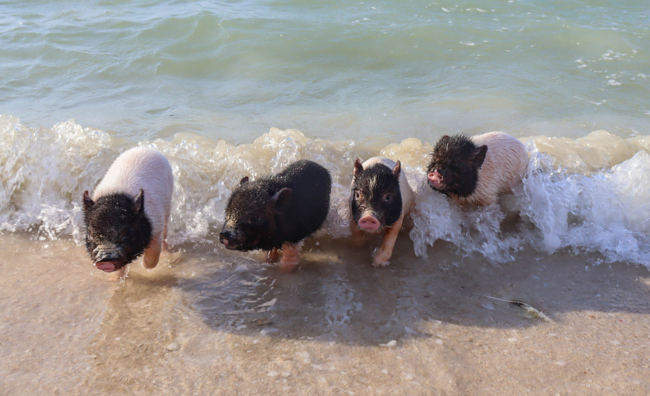 Confirman cierre definitivo de la “Pig Beach” en Progreso